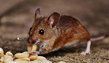 24 Hour & Emergency Exterminators in Redrun, PA
